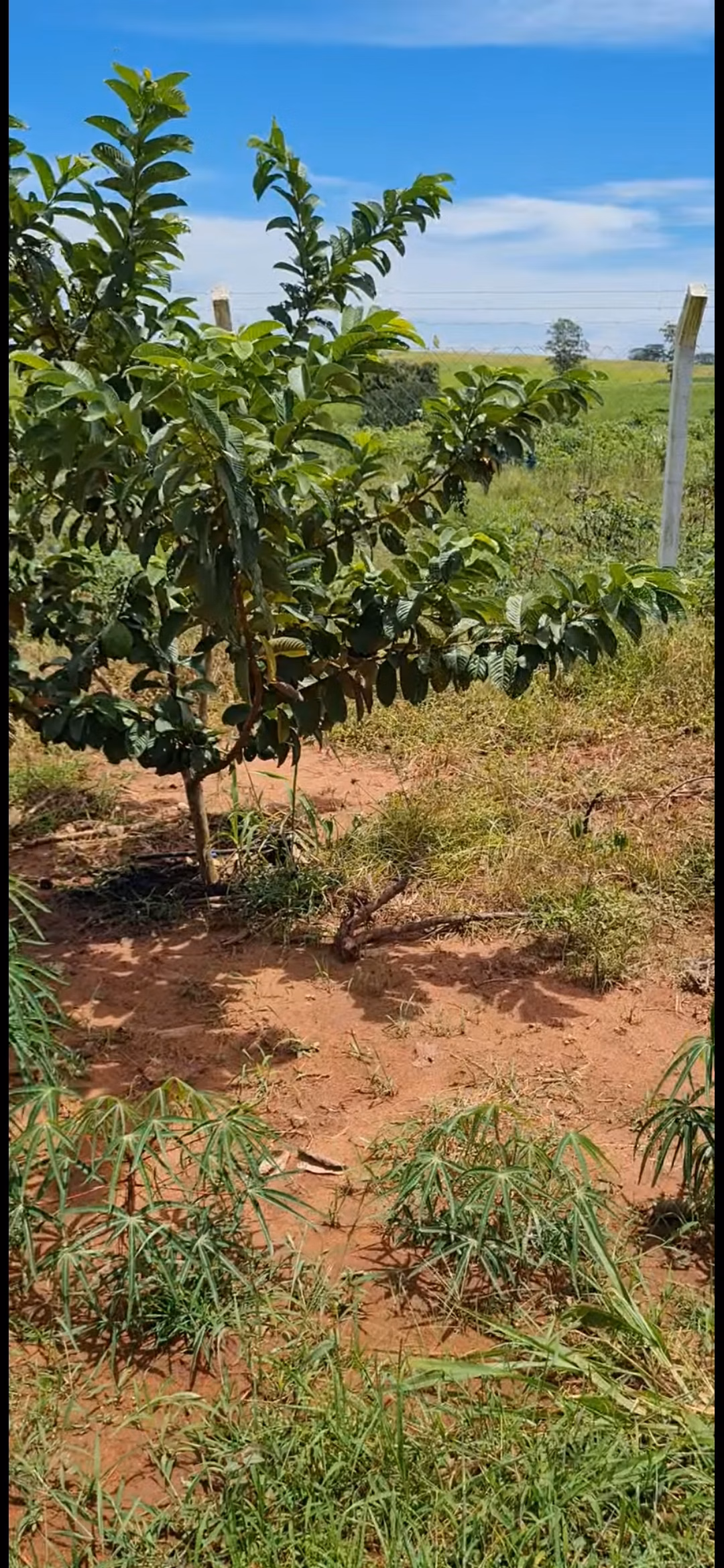 Chácara de 4.000 m² em Macedônia, SP