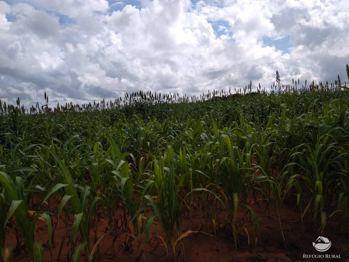 Farm of 48.974 acres in Paraíso do Tocantins, TO, Brazil