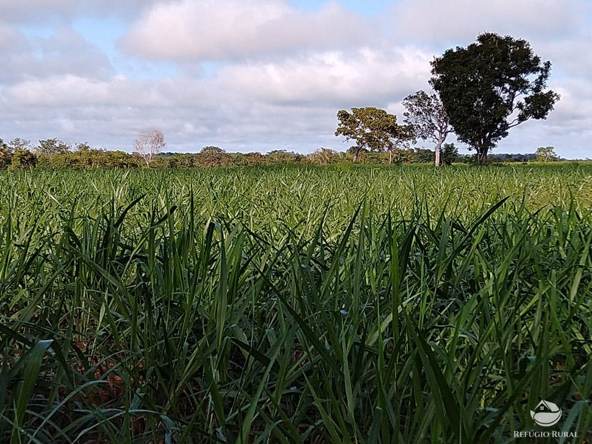 Farm of 48.974 acres in Paraíso do Tocantins, TO, Brazil