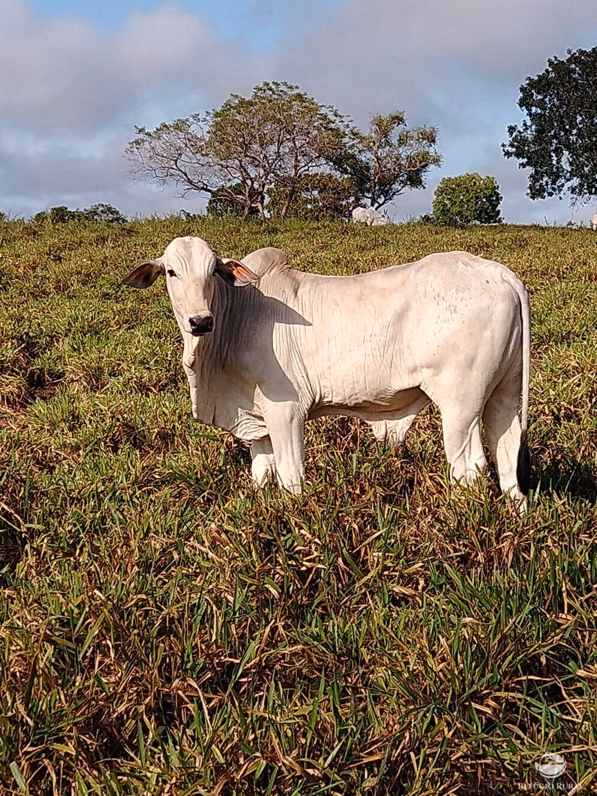 Fazenda de 19.819 ha em Paraíso do Tocantins, TO