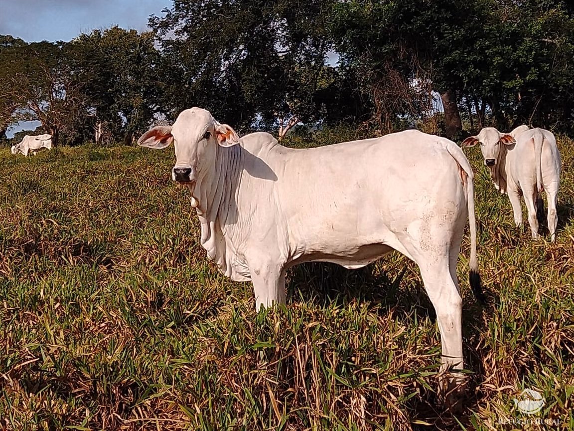 Fazenda de 19.819 ha em Paraíso do Tocantins, TO