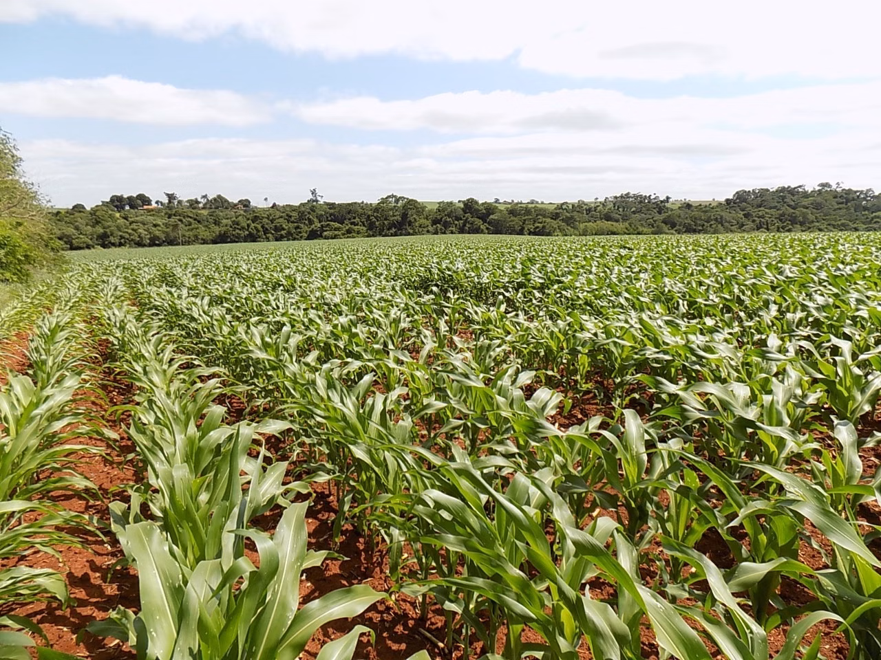Small farm of 94 acres in Cesário Lange, SP, Brazil