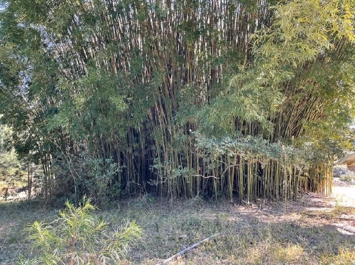 Small farm of 10 acres in Santo Antônio da Patrulha, RS, Brazil