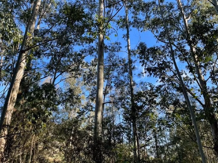 Small farm of 10 acres in Santo Antônio da Patrulha, RS, Brazil