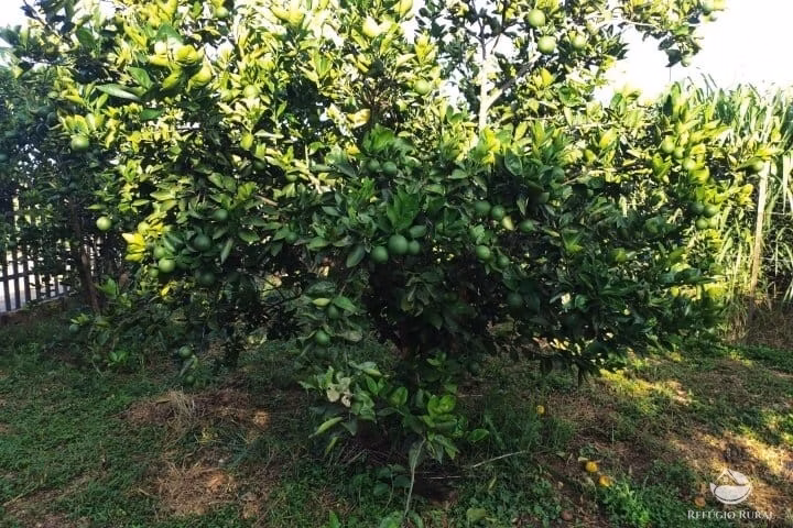 Small farm of 7 acres in Fronteira, MG, Brazil