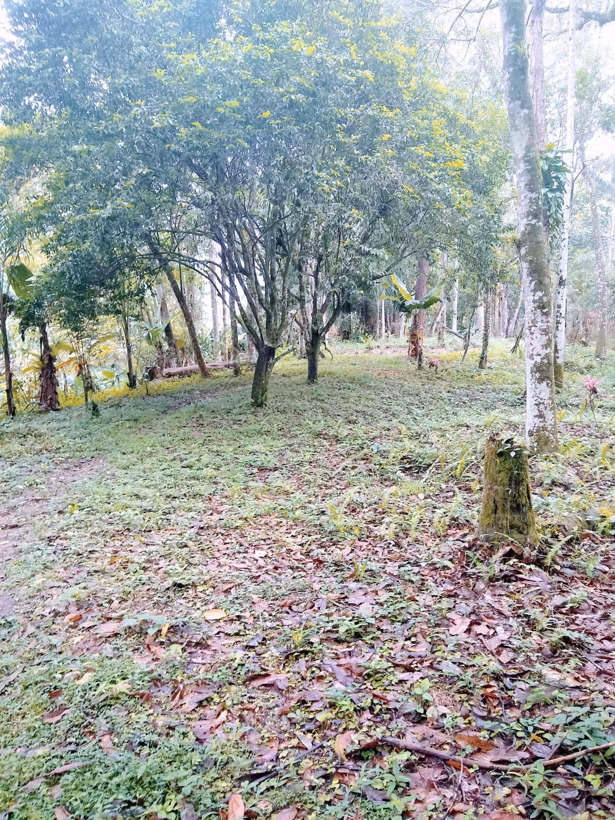 Sítio de 4 ha em Cajati, SP