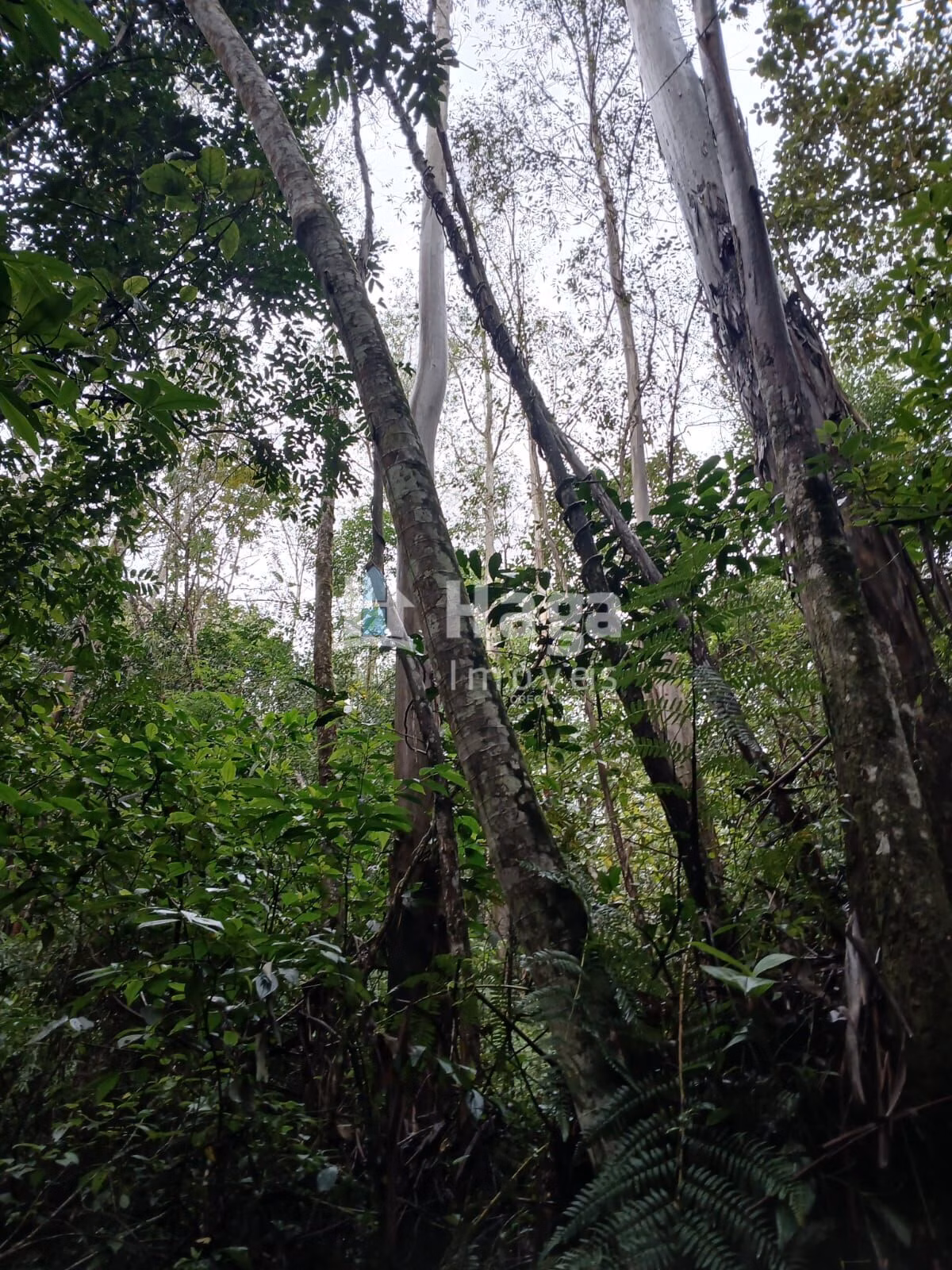 Terreno de 20 ha em Turvo, SC
