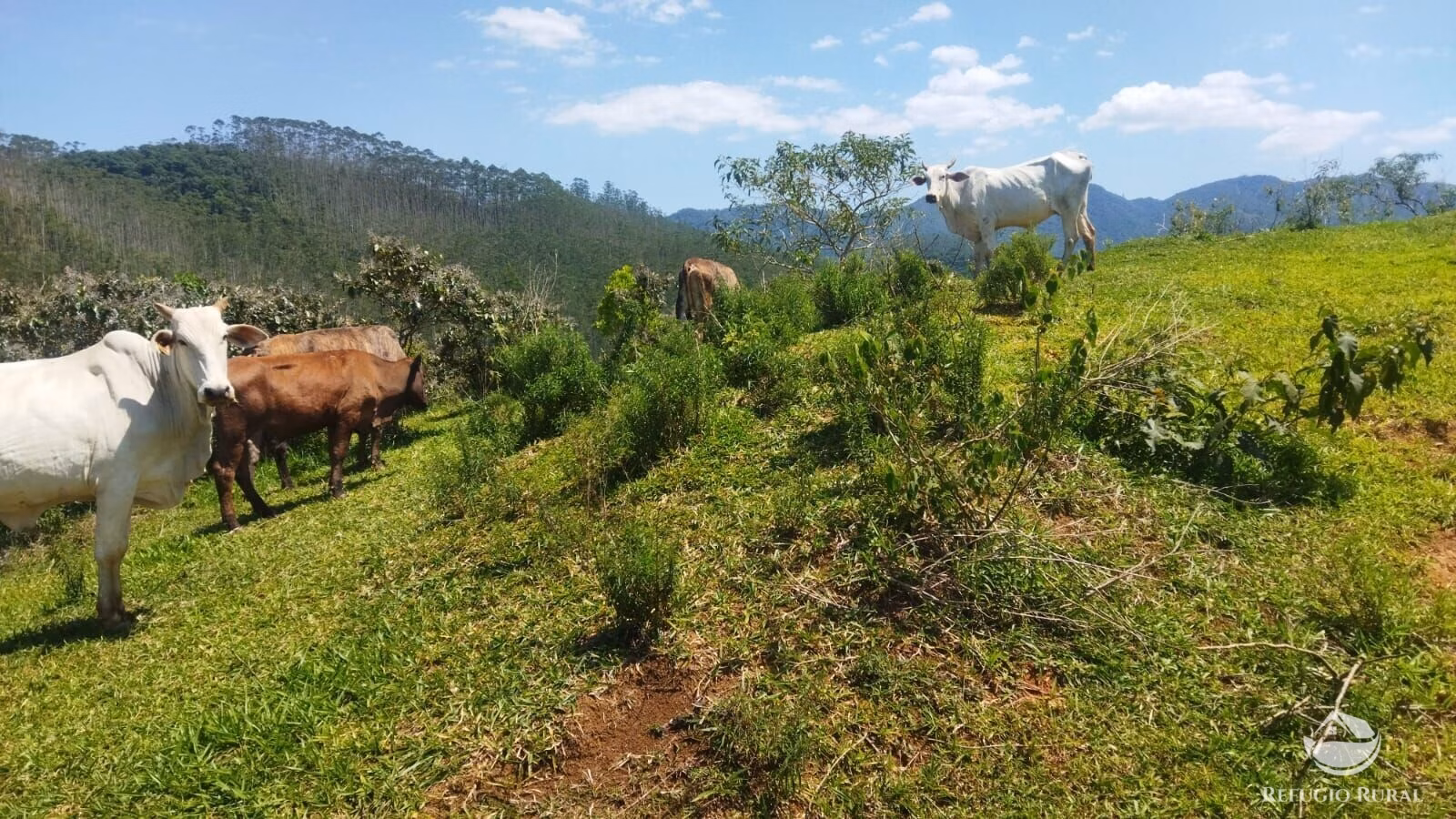 Small farm of 178 acres in São José dos Campos, SP, Brazil