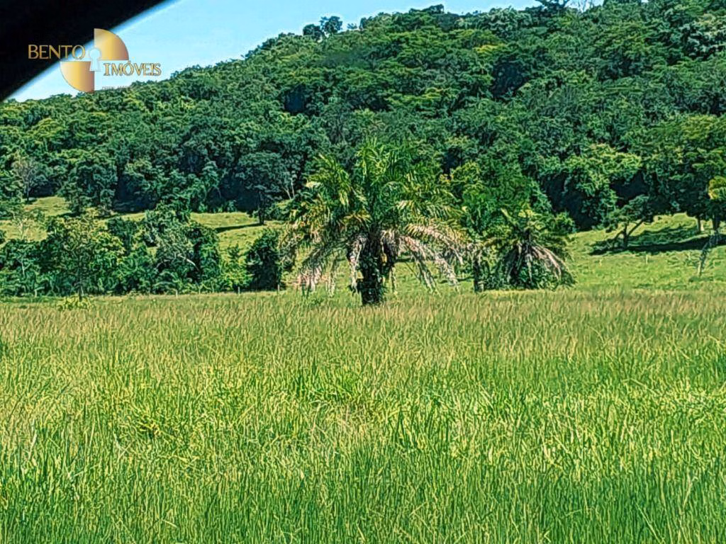 Fazenda de 303 ha em Pedra Preta, MT