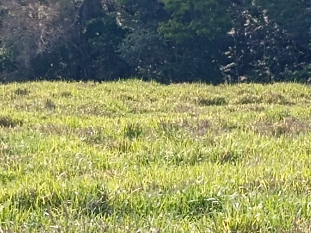 Small farm of 32 acres in Itapetininga, SP, Brazil