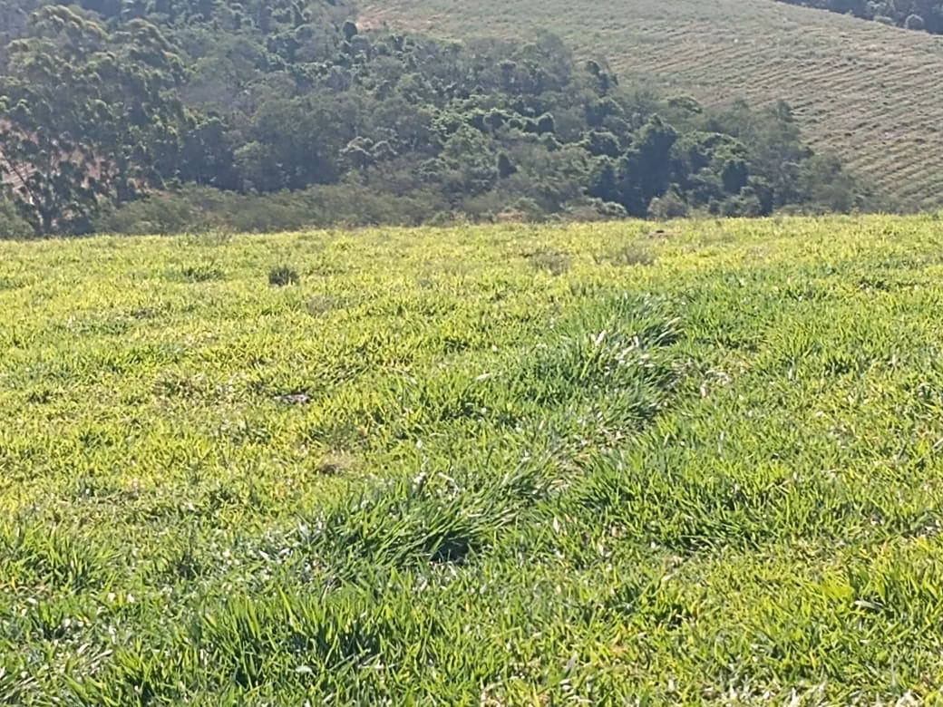 Small farm of 32 acres in Itapetininga, SP, Brazil