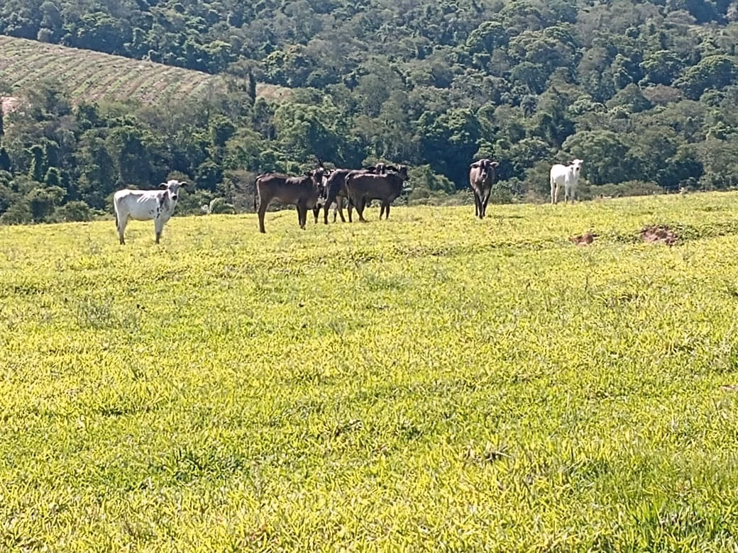 Small farm of 32 acres in Itapetininga, SP, Brazil