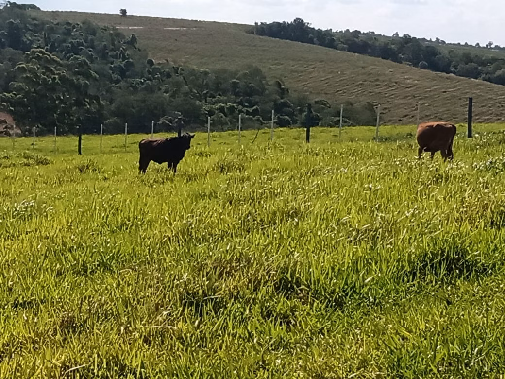 Small farm of 32 acres in Itapetininga, SP, Brazil