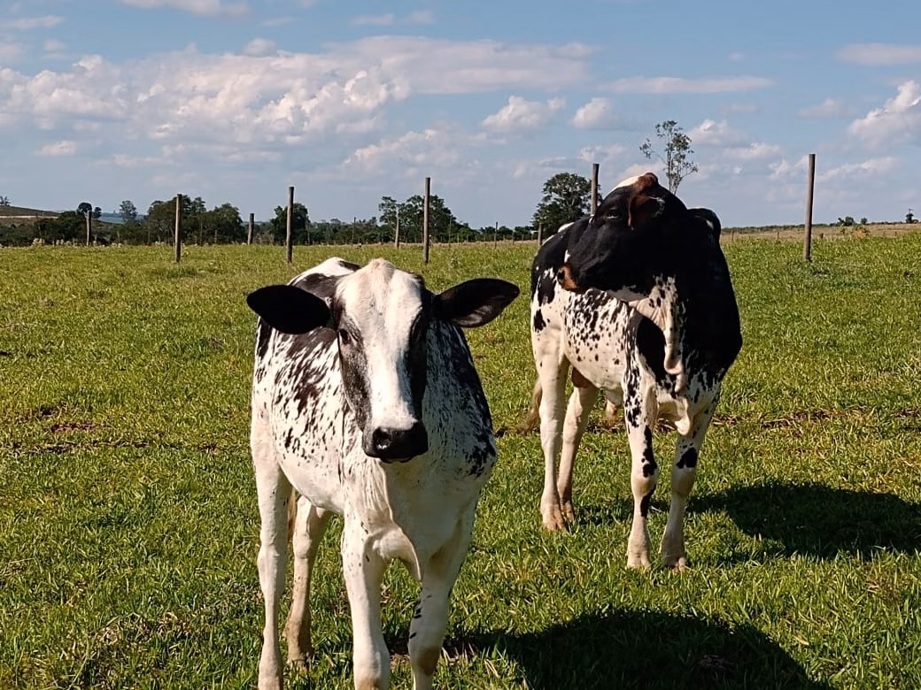 Small farm of 32 acres in Itapetininga, SP, Brazil