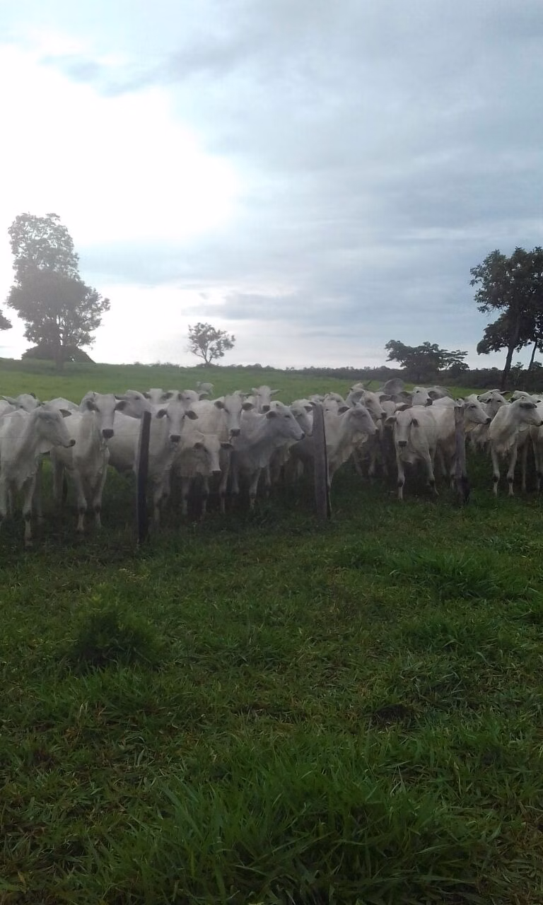Fazenda de 1.952 ha em Poconé, MT