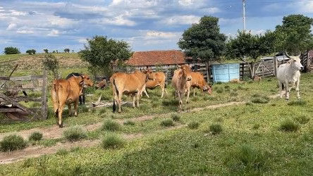 Fazenda de 101 ha em Parobé, RS