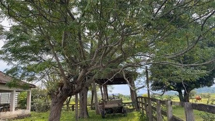 Fazenda de 101 ha em Parobé, RS