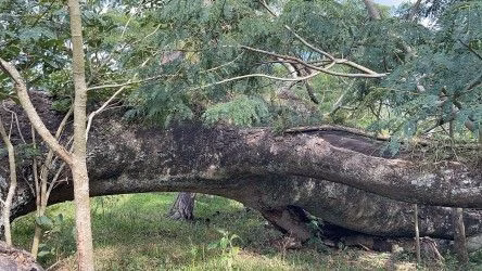 Fazenda de 101 ha em Parobé, RS