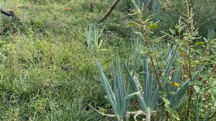 Fazenda de 101 ha em Parobé, RS