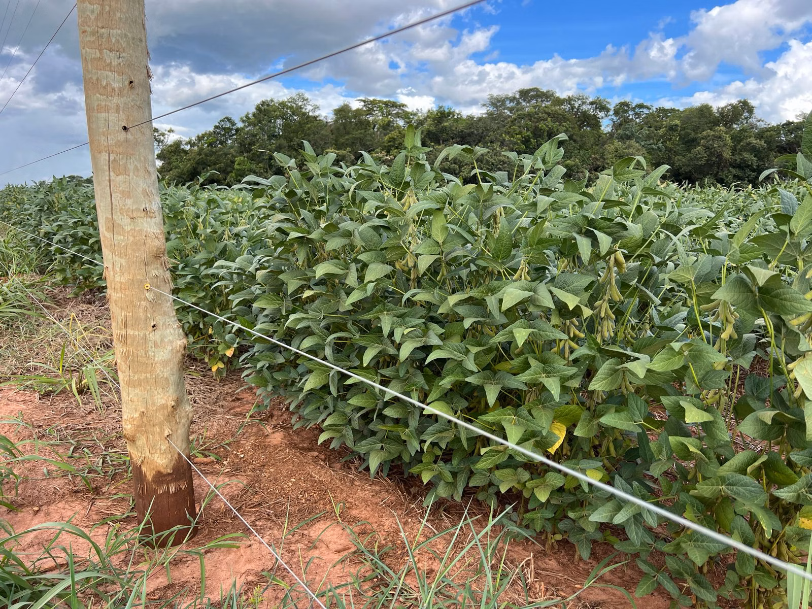 Farm of 4.201 acres in Chapadão do Sul, MS, Brazil