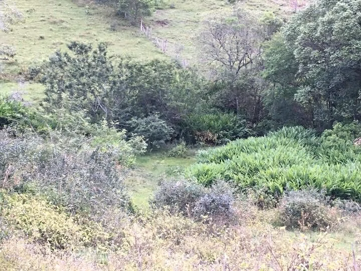Small farm of 13 acres in Santo Antônio da Patrulha, RS, Brazil