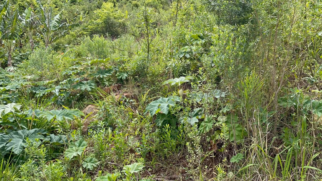 Chácara de 3.300 m² em Maquiné, RS