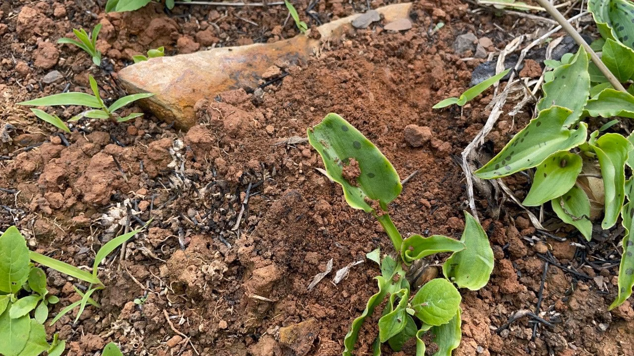 Chácara de 3.300 m² em Maquiné, RS
