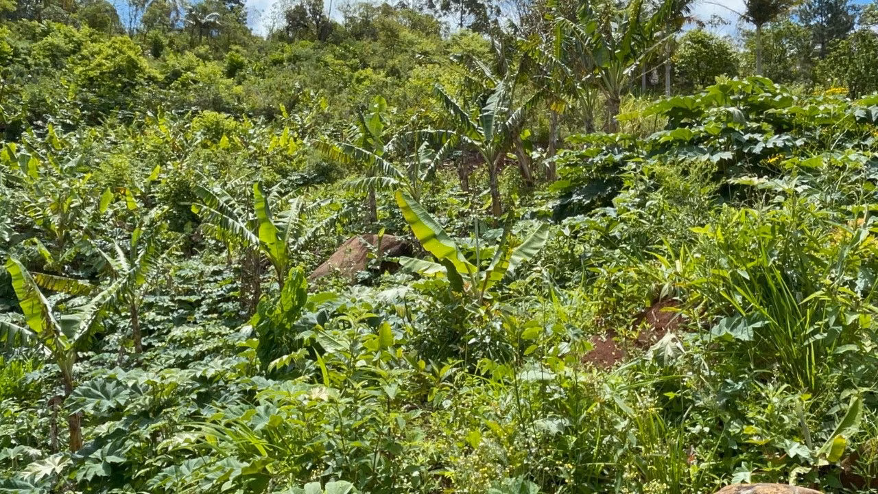 Chácara de 3.300 m² em Maquiné, RS