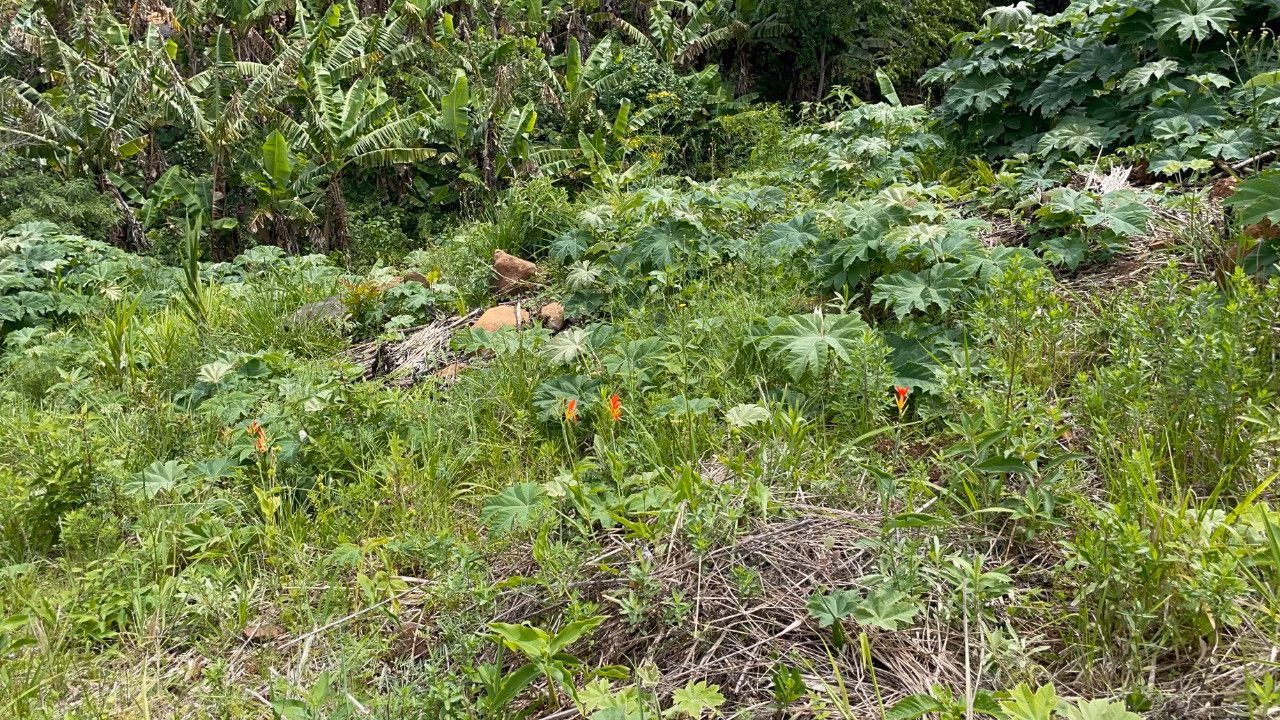Chácara de 3.300 m² em Maquiné, RS