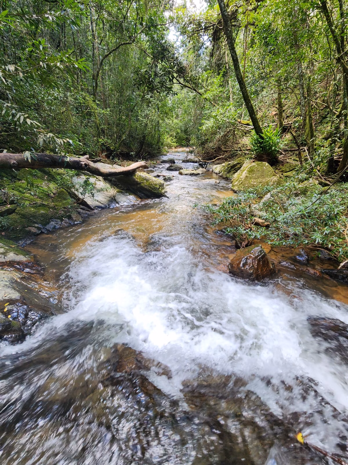 Kleiner Bauernhof zum Verkauf von 51 ha in Delfinópolis, MG