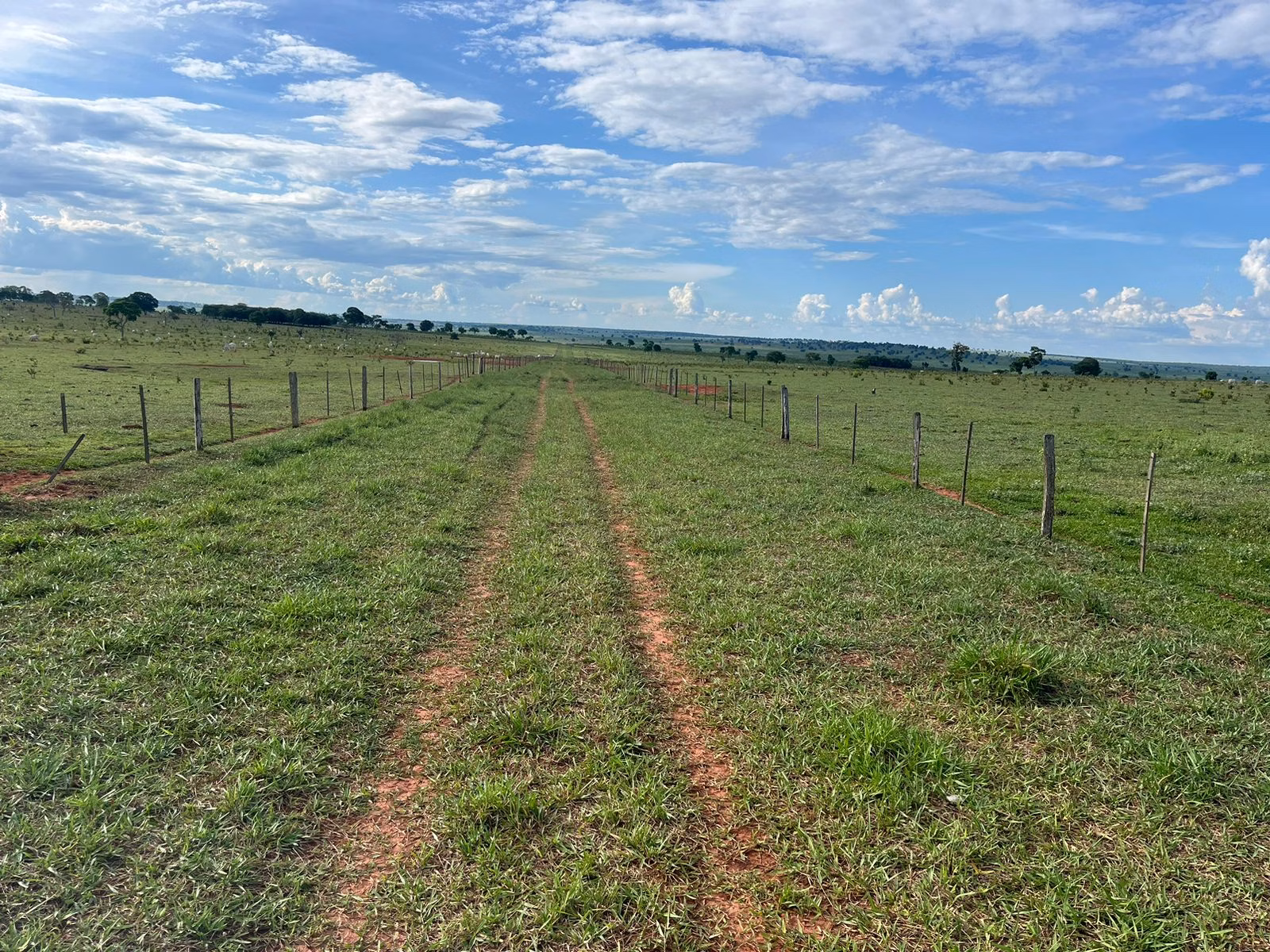 Farm of 7,426 acres in Ribas do Rio Pardo, MS, Brazil