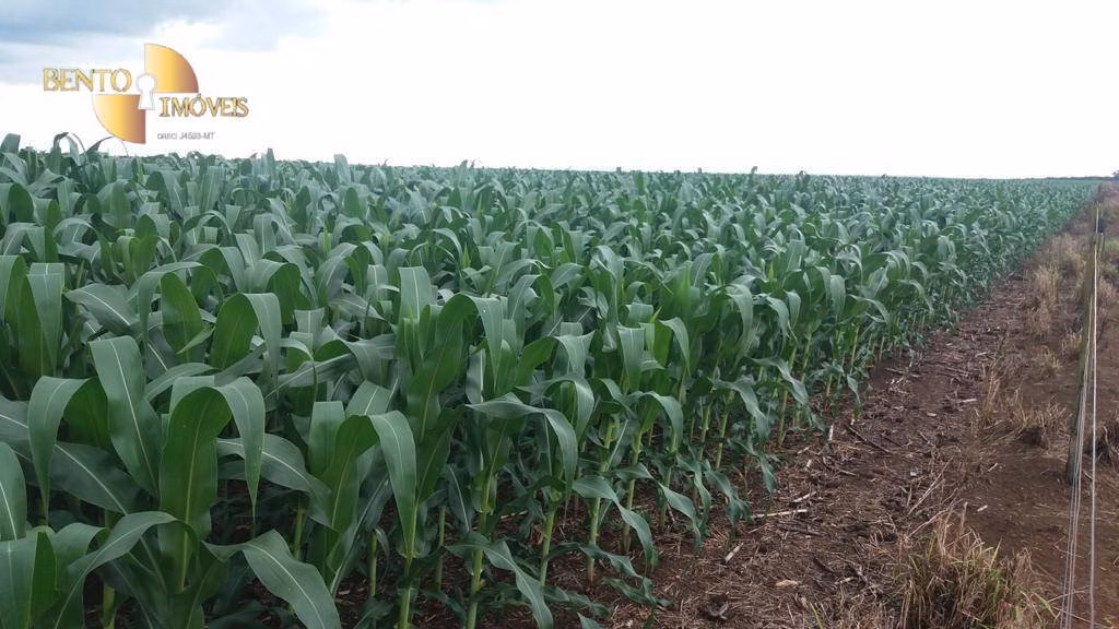 Fazenda de 1.998 ha em Tapurah, MT