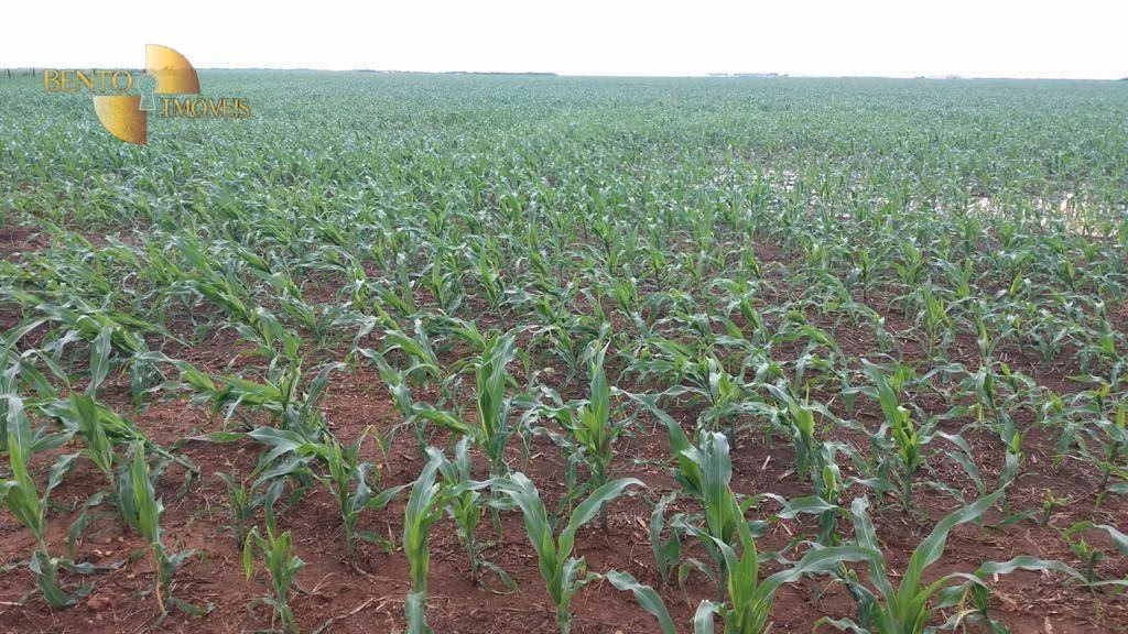 Fazenda de 1.998 ha em Tapurah, MT