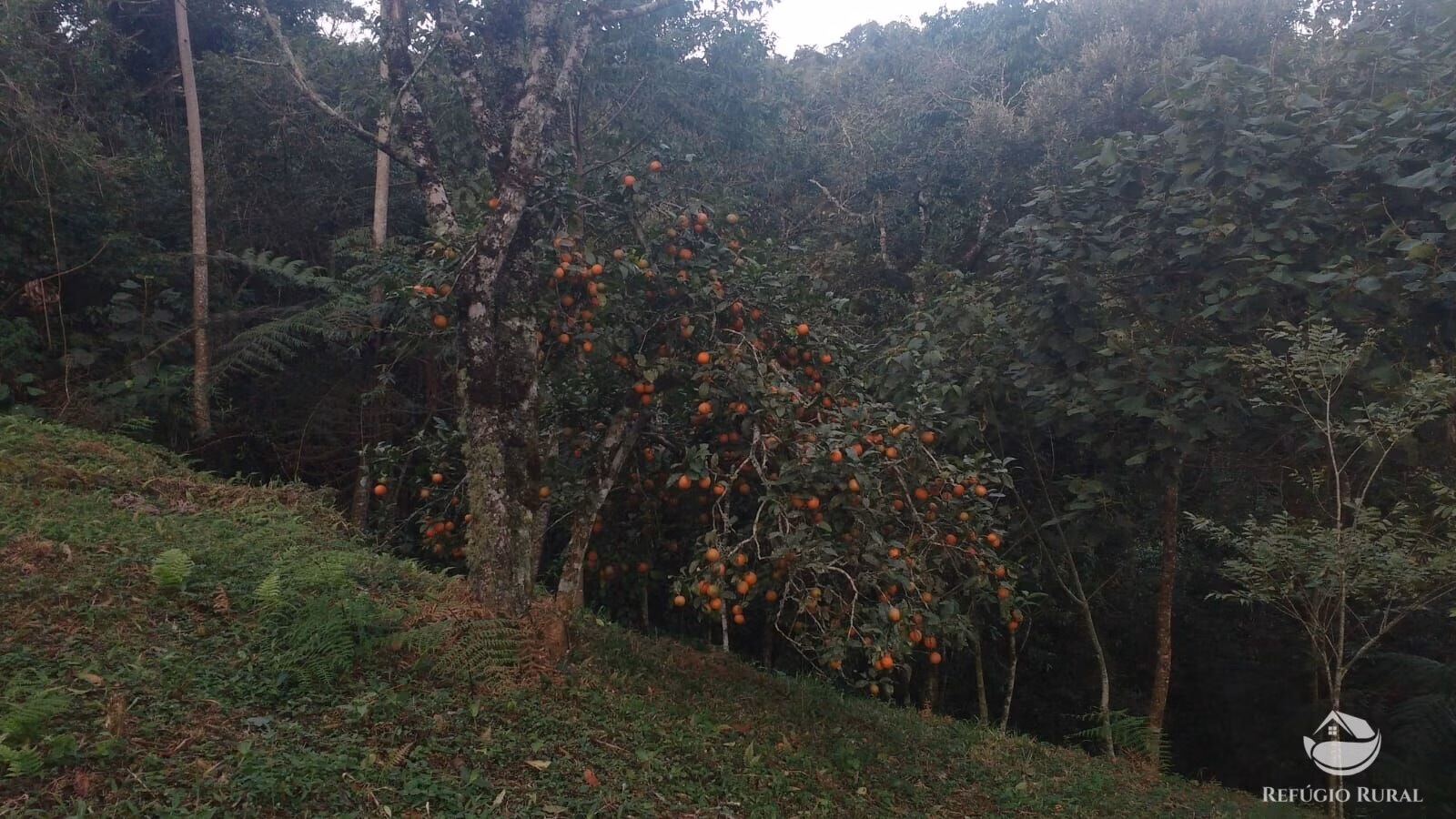 Small farm of 12 acres in São José dos Campos, SP, Brazil