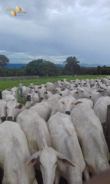 Fazenda de 1.952 ha em Poconé, MT