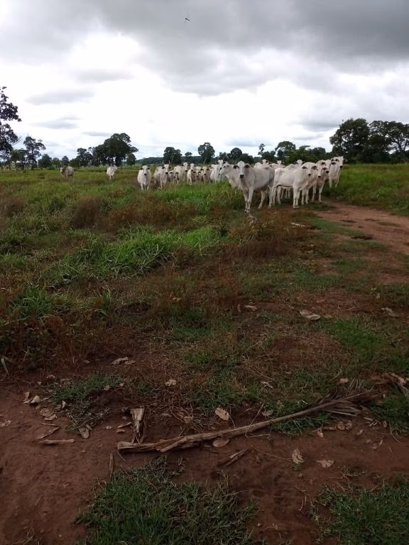 Fazenda de 100 ha em Poconé, MT