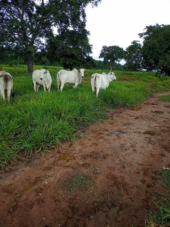 Fazenda de 100 ha em Poconé, MT