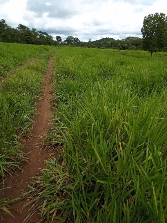 Fazenda de 100 ha em Poconé, MT