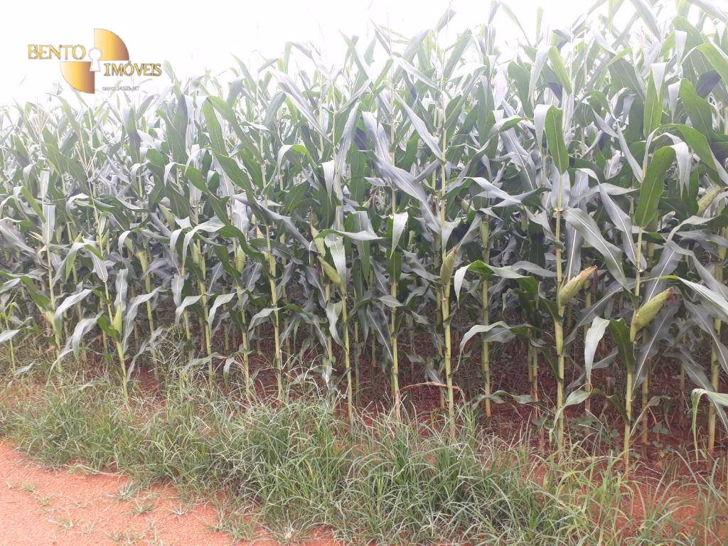 Fazenda de 1.830 ha em Brasnorte, MT