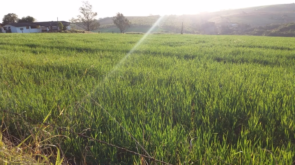 Farm of 275 acres in Itapetininga, SP, Brazil