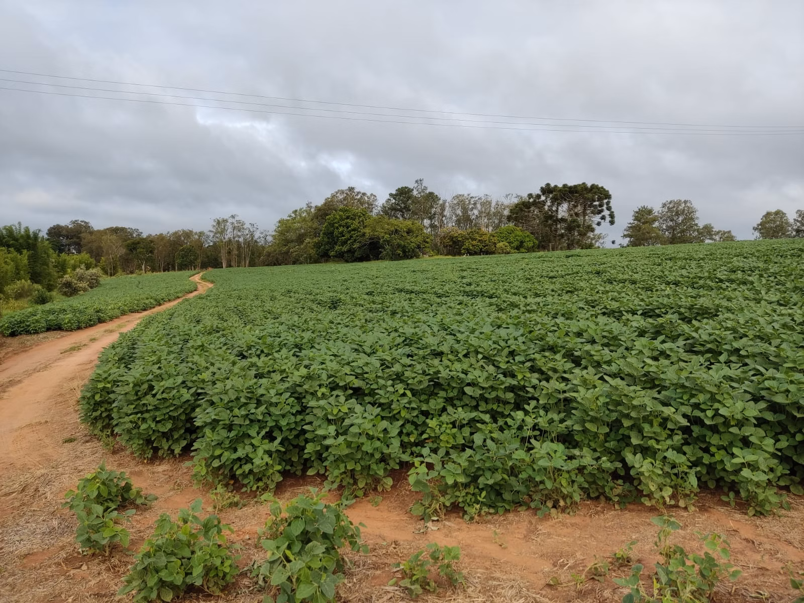 Farm of 275 acres in Itapetininga, SP, Brazil
