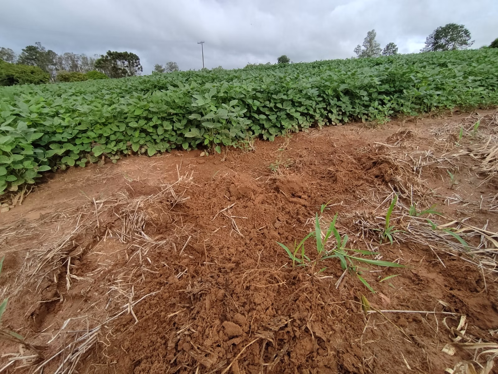 Fazenda de 111 ha em Itapetininga, SP