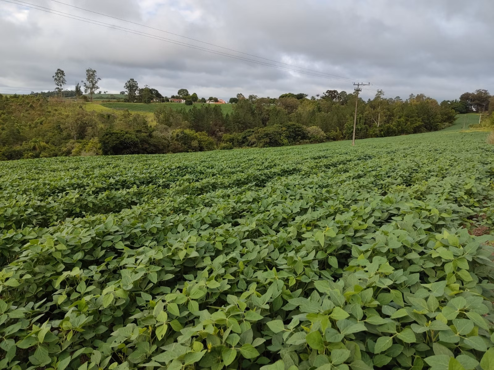 Fazenda de 111 ha em Itapetininga, SP