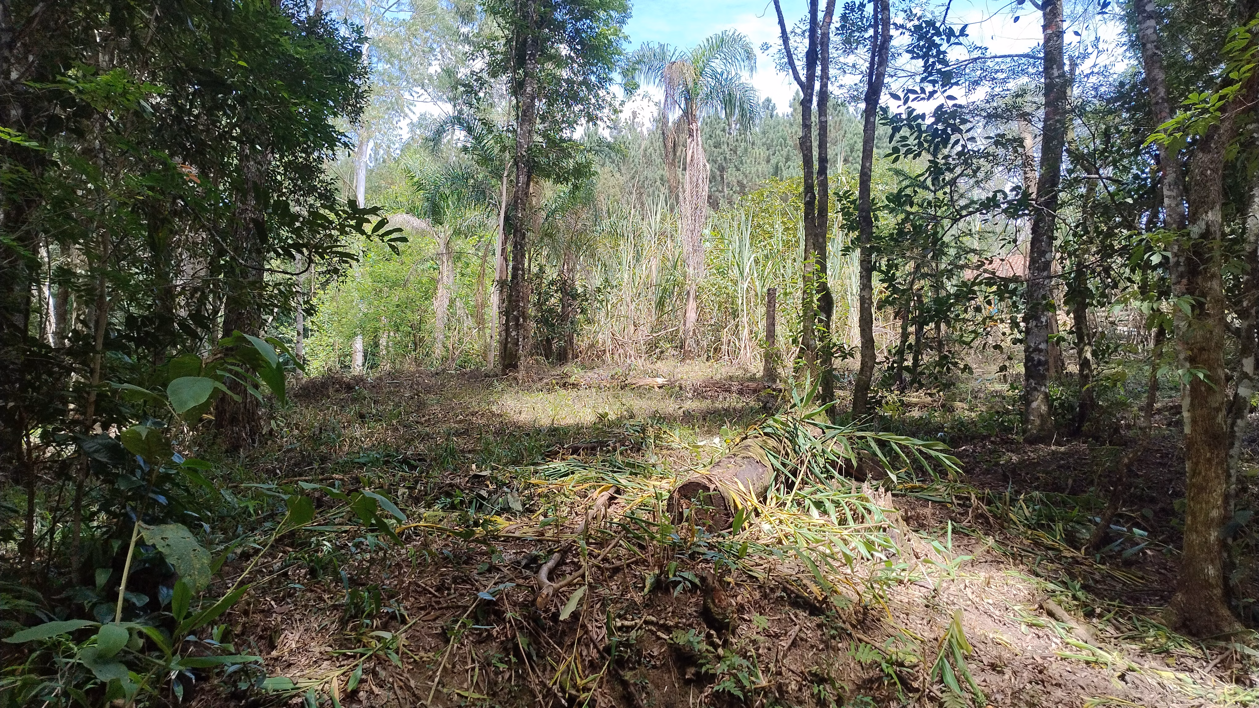 Small farm of 7 acres in Bom Sucesso de Itararé, SP, Brazil