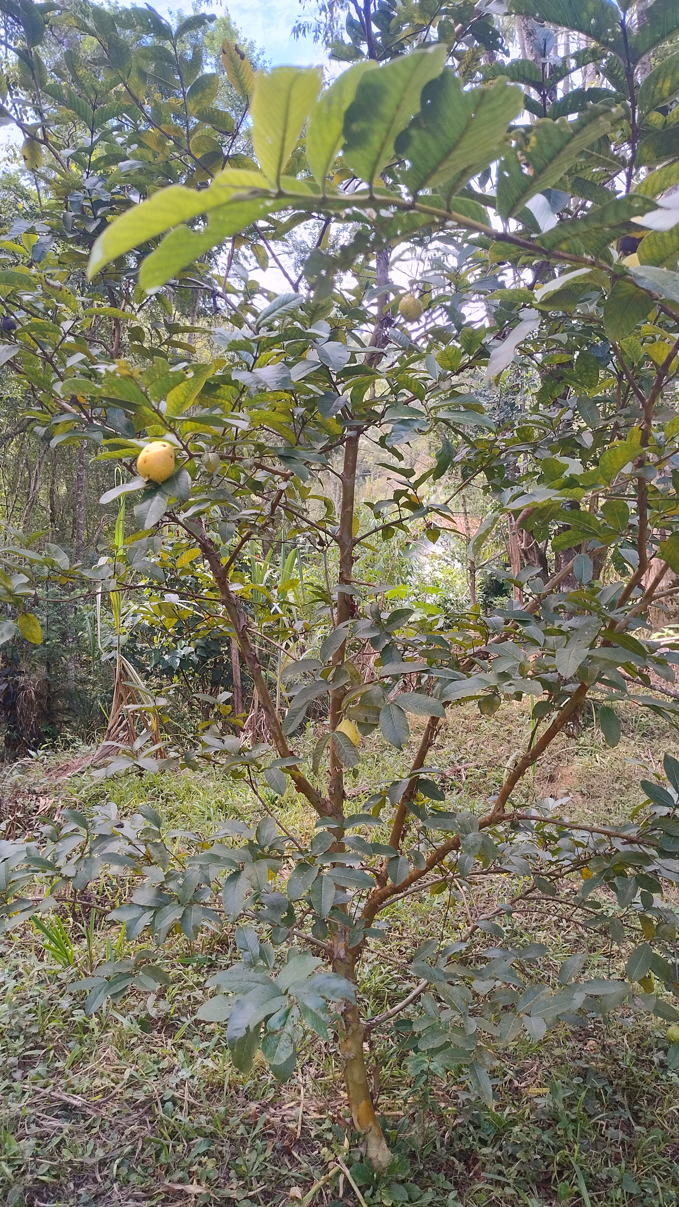 Small farm of 7 acres in Bom Sucesso de Itararé, SP, Brazil