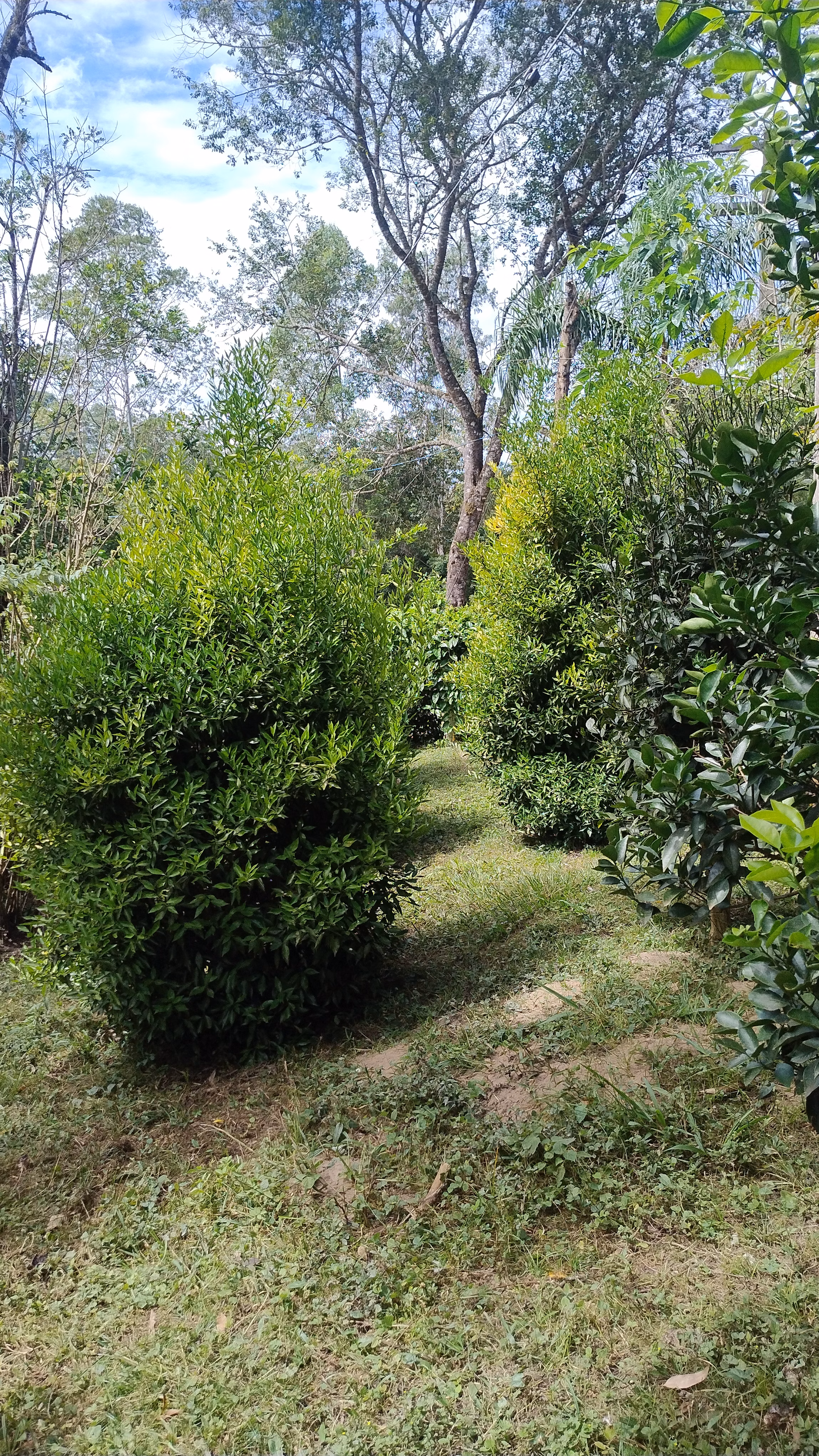Small farm of 7 acres in Bom Sucesso de Itararé, SP, Brazil
