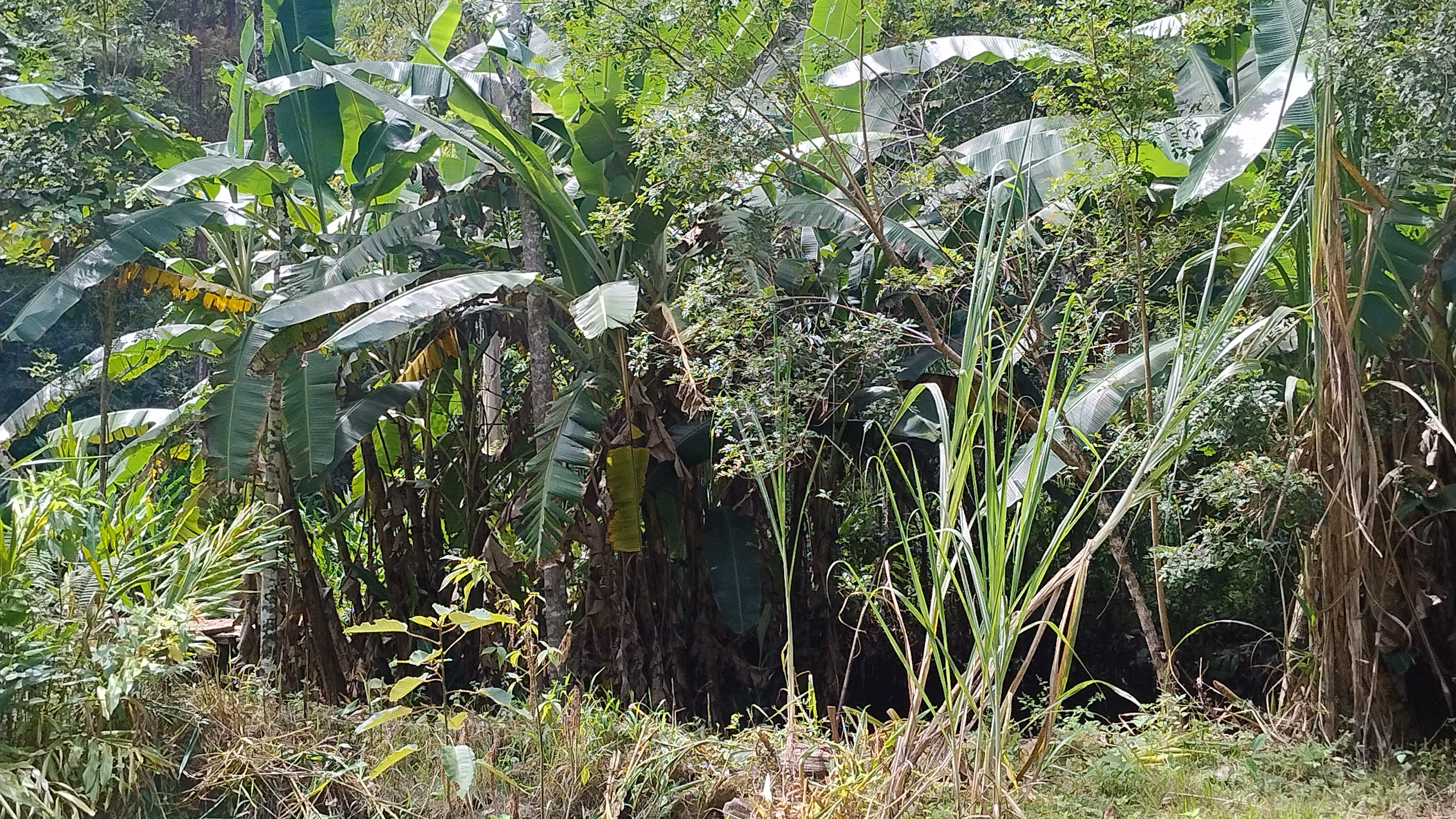 Small farm of 7 acres in Bom Sucesso de Itararé, SP, Brazil