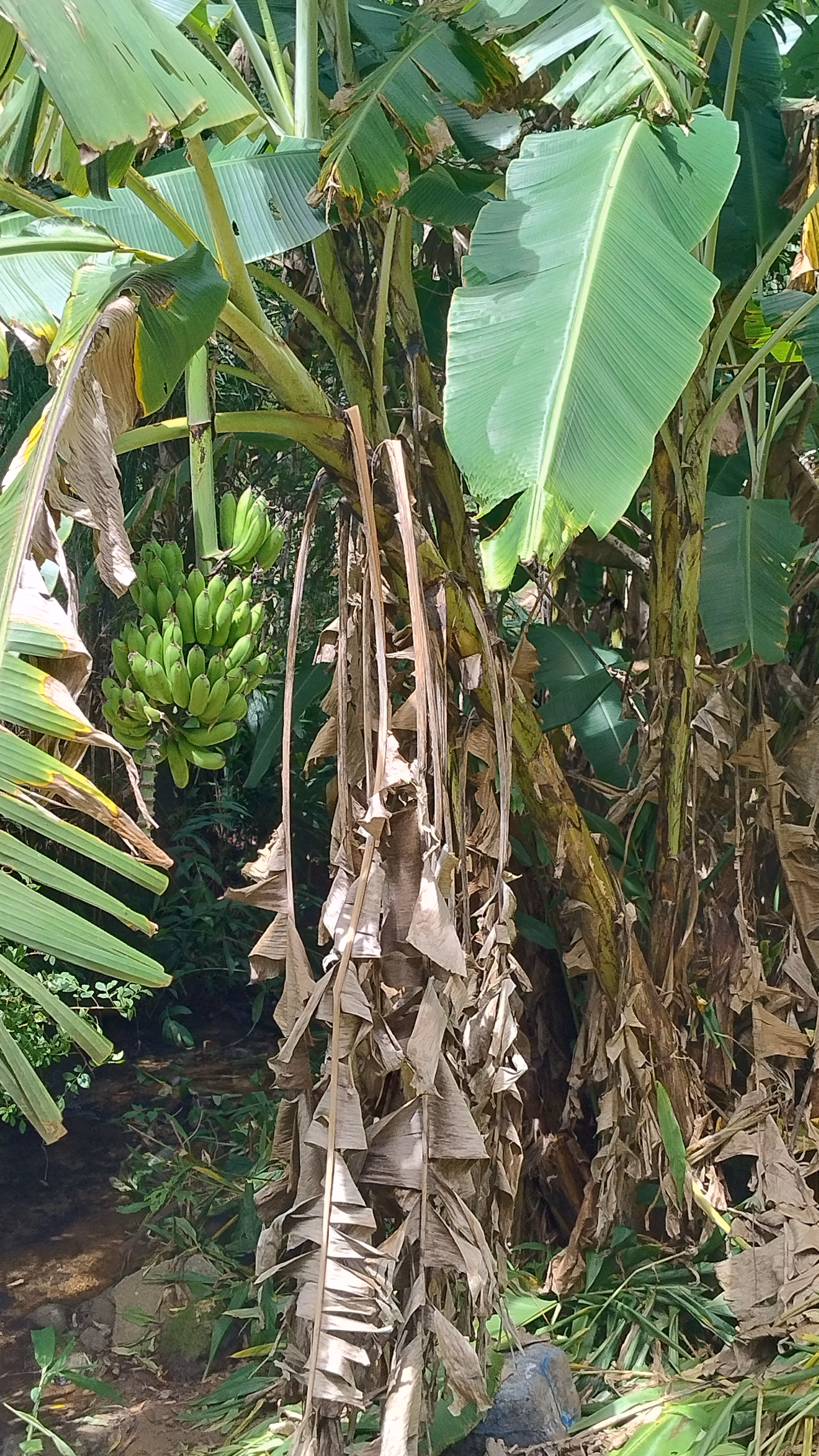 Small farm of 7 acres in Bom Sucesso de Itararé, SP, Brazil
