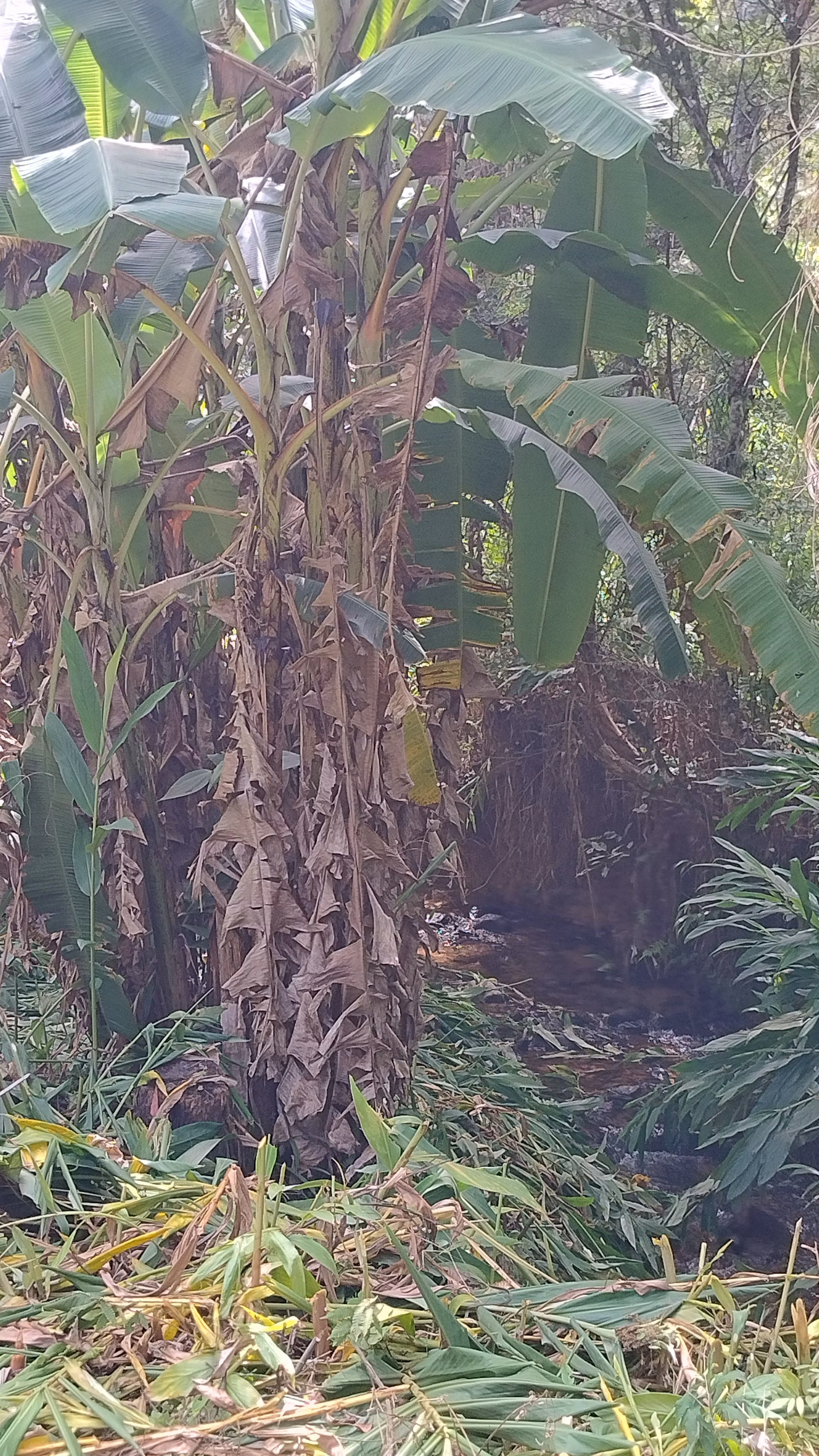 Small farm of 7 acres in Bom Sucesso de Itararé, SP, Brazil