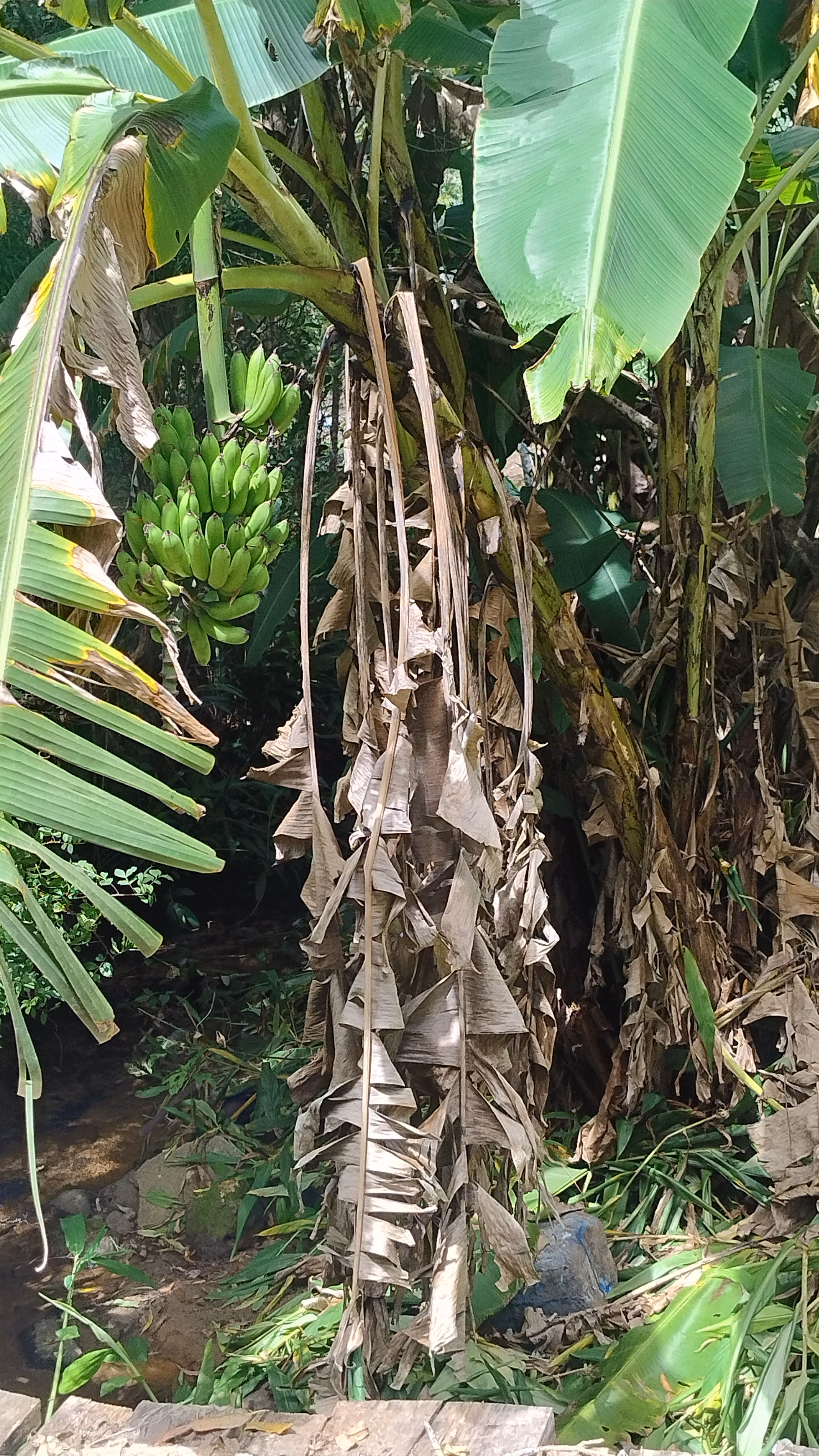Small farm of 7 acres in Bom Sucesso de Itararé, SP, Brazil